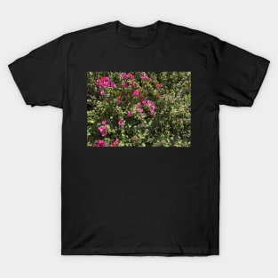 pink bougainvillea T-Shirt